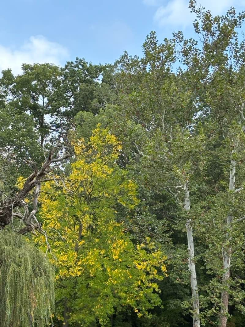walking near me in Fitzergald Park in autumn