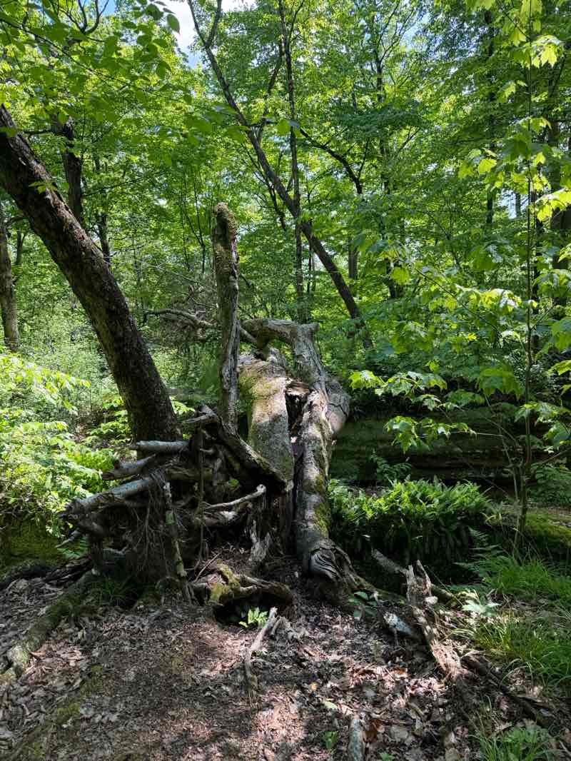 walking near me in Nelson Ledges Quarry Park in summer
