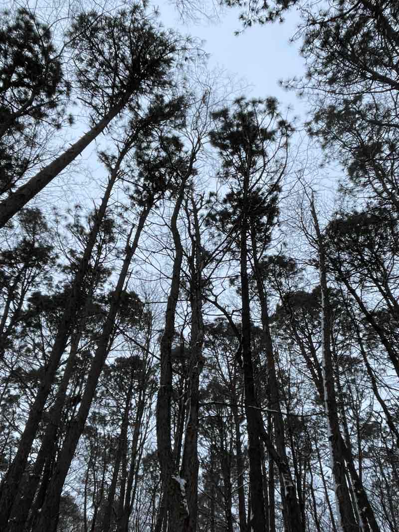 walking near me in Swift Run Park in winter