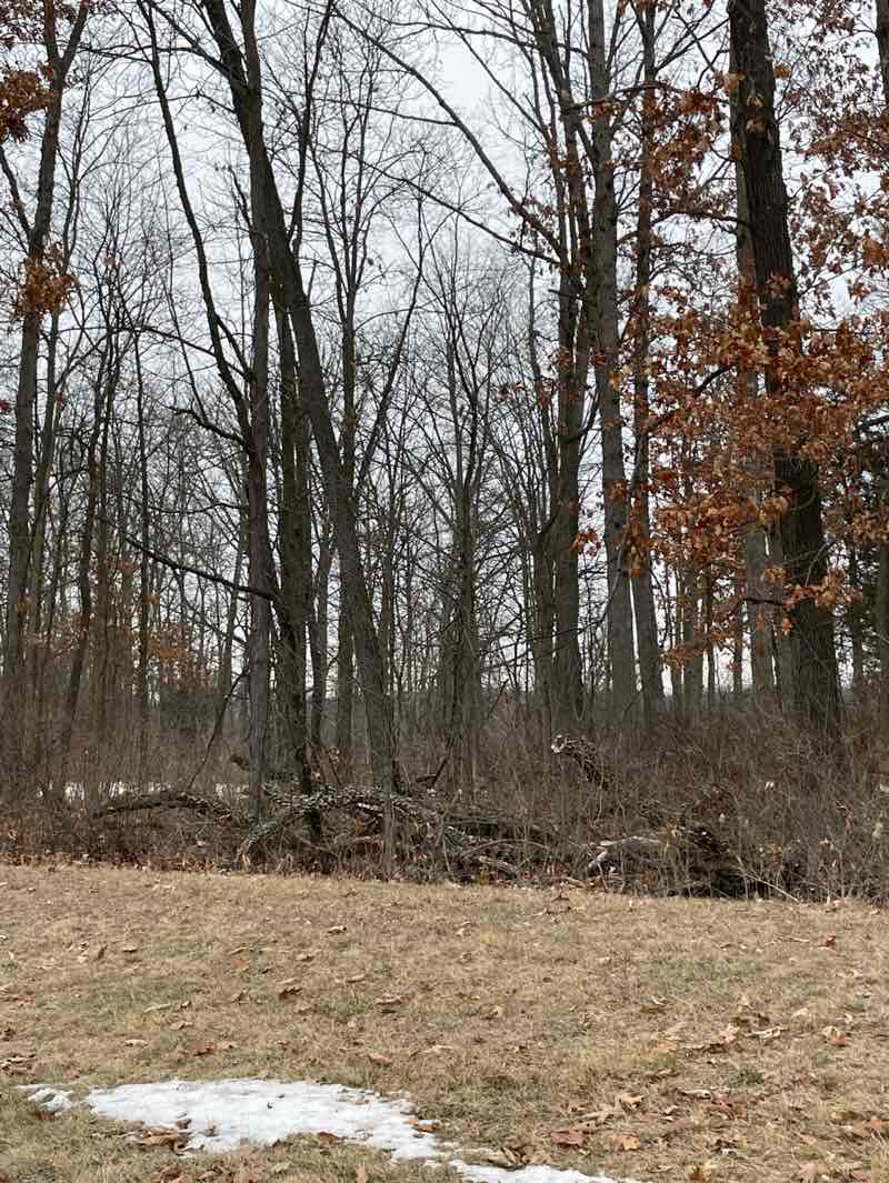 walking near me in Independence Lake County Park in winter