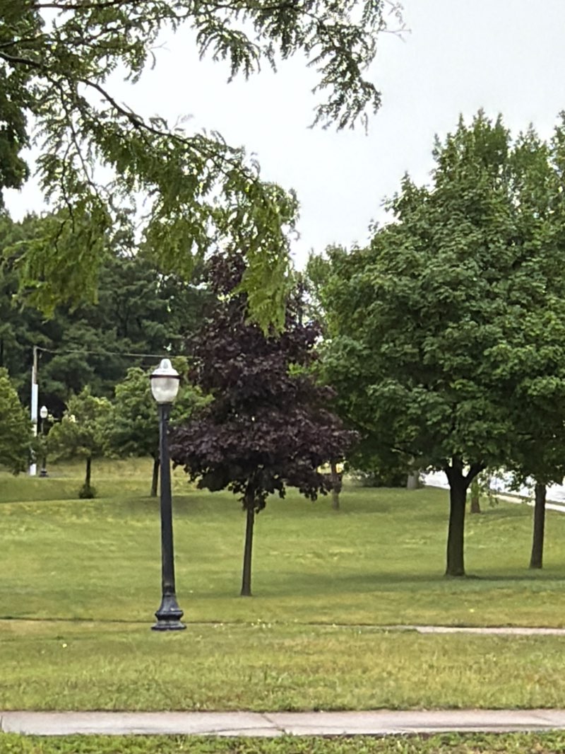 walking near me in Harlow Park in summer