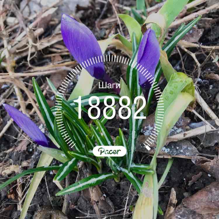 Kate and Wendy 🇷🇺🏔🦮 post 1