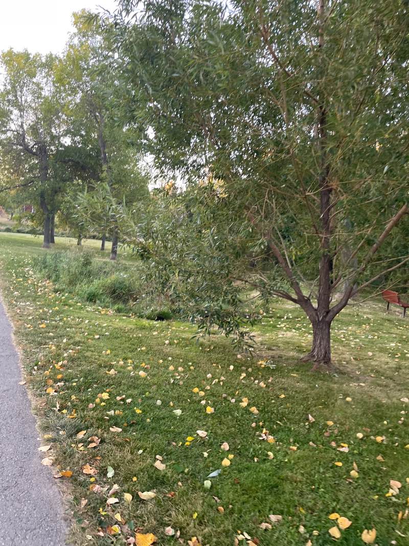 walking near me in Confederation Park in autumn