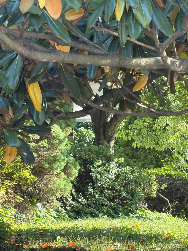 walking near me in Campus Hills Park in summer