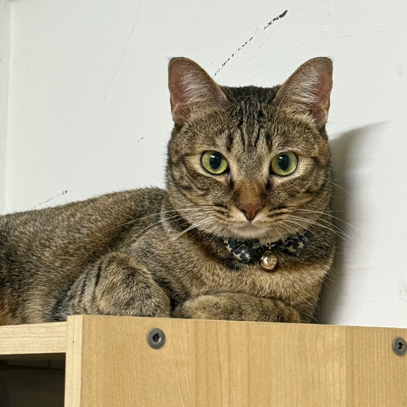 Vivien profile