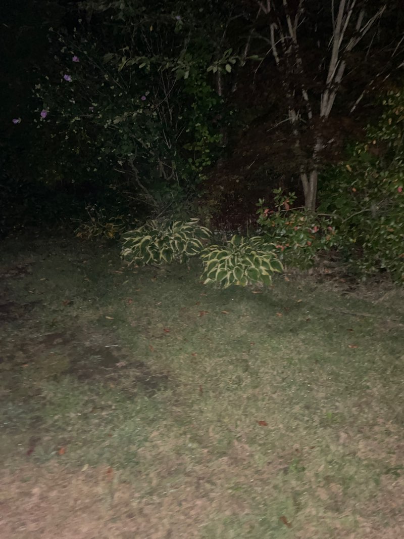 walking near me in Goodrich Playground in autumn