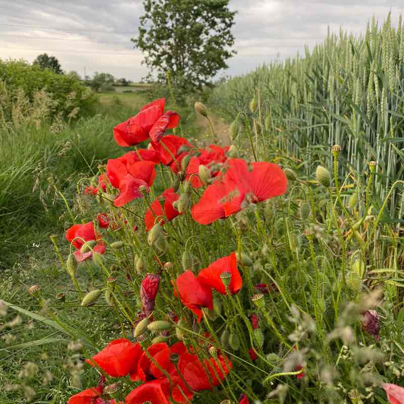 Asti walking group Piero post image