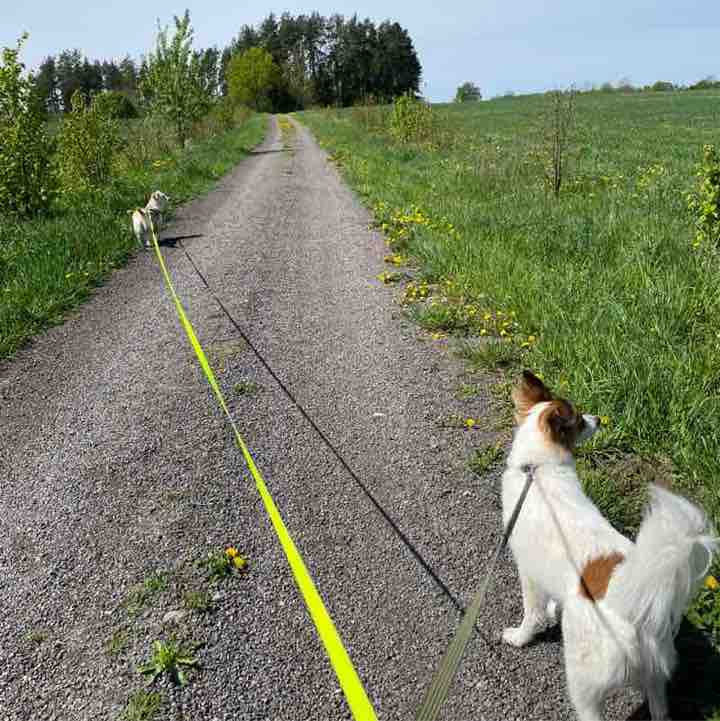 Itty Bitty Walking Committee Vesta post image