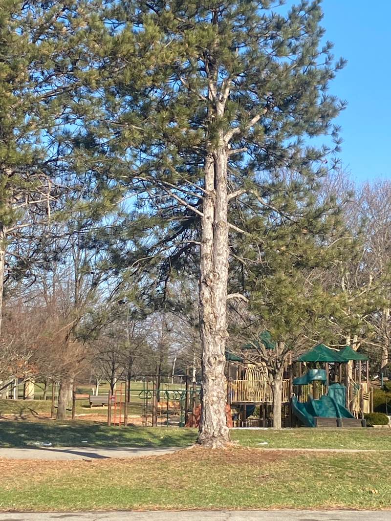 walking near me in Homestead Park in winter
