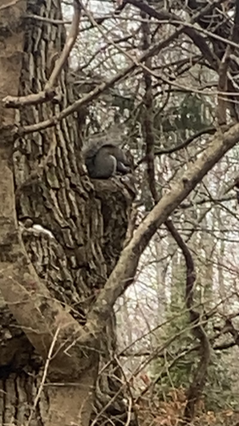 walking near me in Inniswood Metro Gardens in winter
