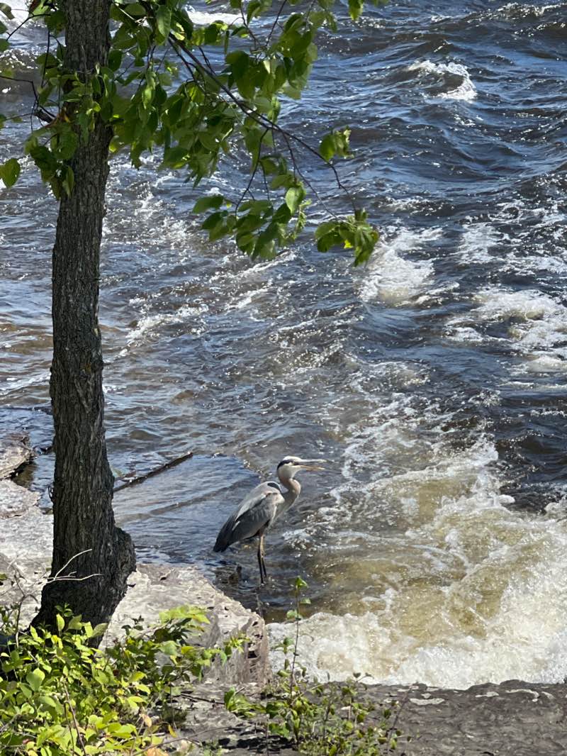 walking near me in Parc Louis-Roy in winter