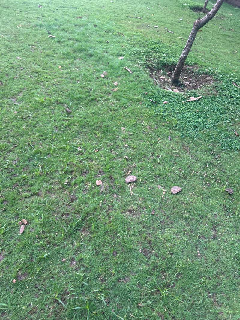 walking near me in Linear Garden, Pimple Saudagar in autumn