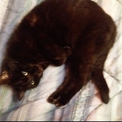 Nomadi Pacer Club Ignazio the flyng marchigiano post image