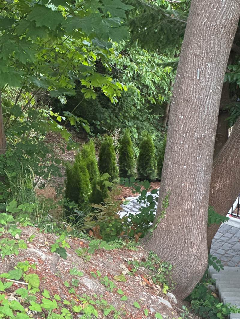 walking near me in Foster Street Greenbelt in summer