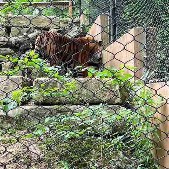 Patrick Mackey post 3