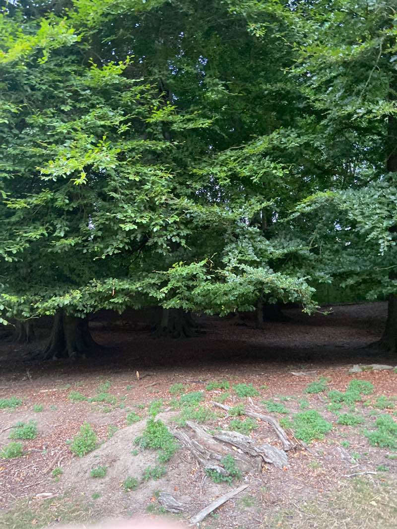 walking near me in Sevenoaks Environmental Park in autumn