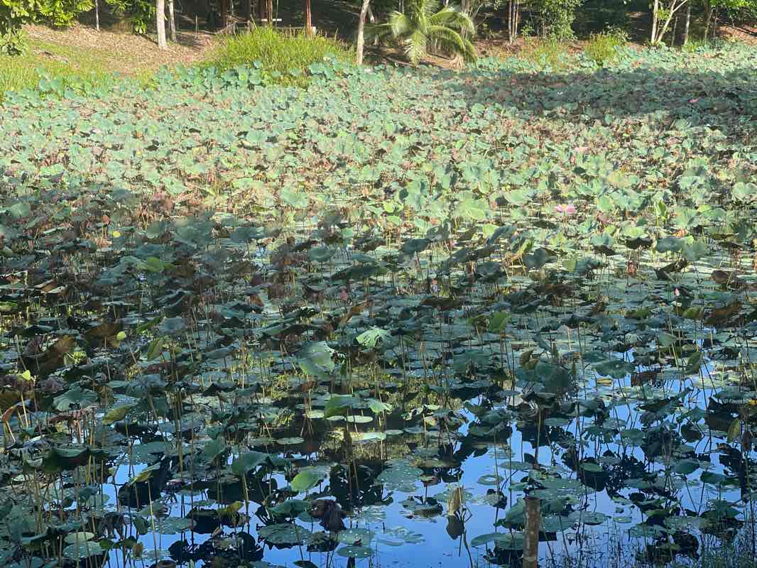 walking near me in Taman Riadah Tasik Sarubing in winter