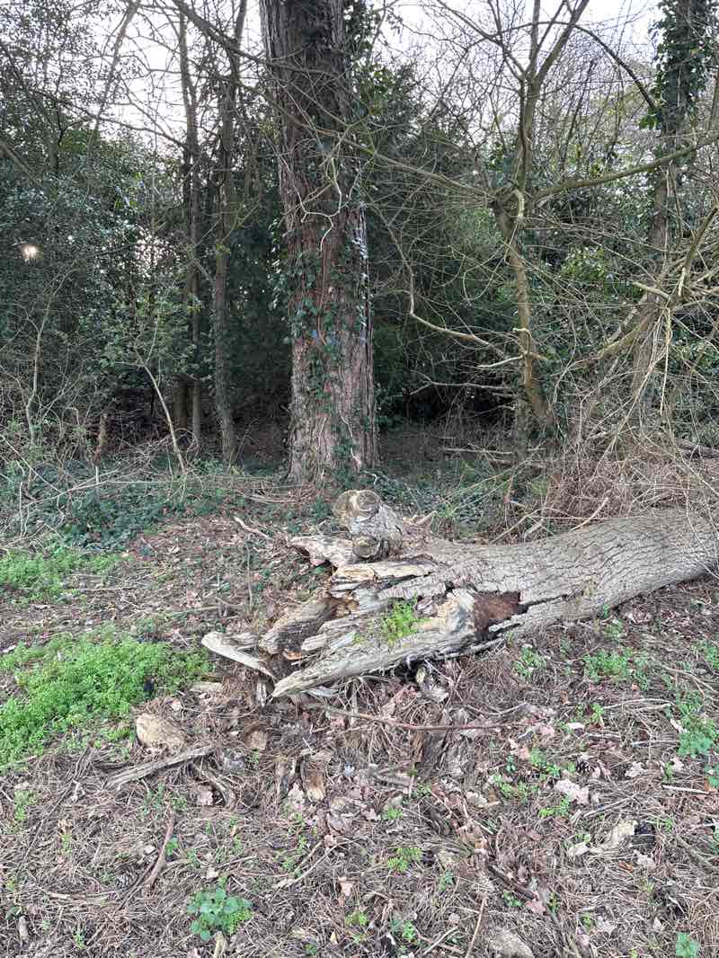 walking near me in Farnham Park in spring