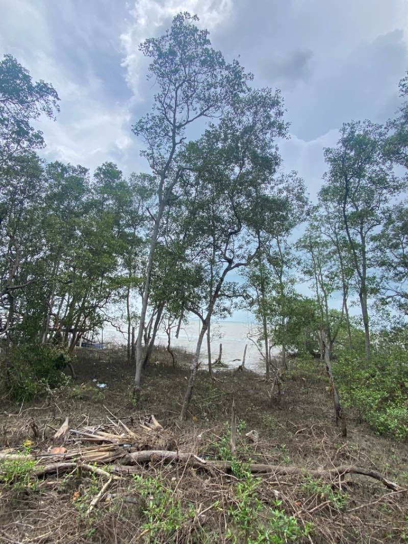 walking near me in Taman Tanjung Ketapang in winter