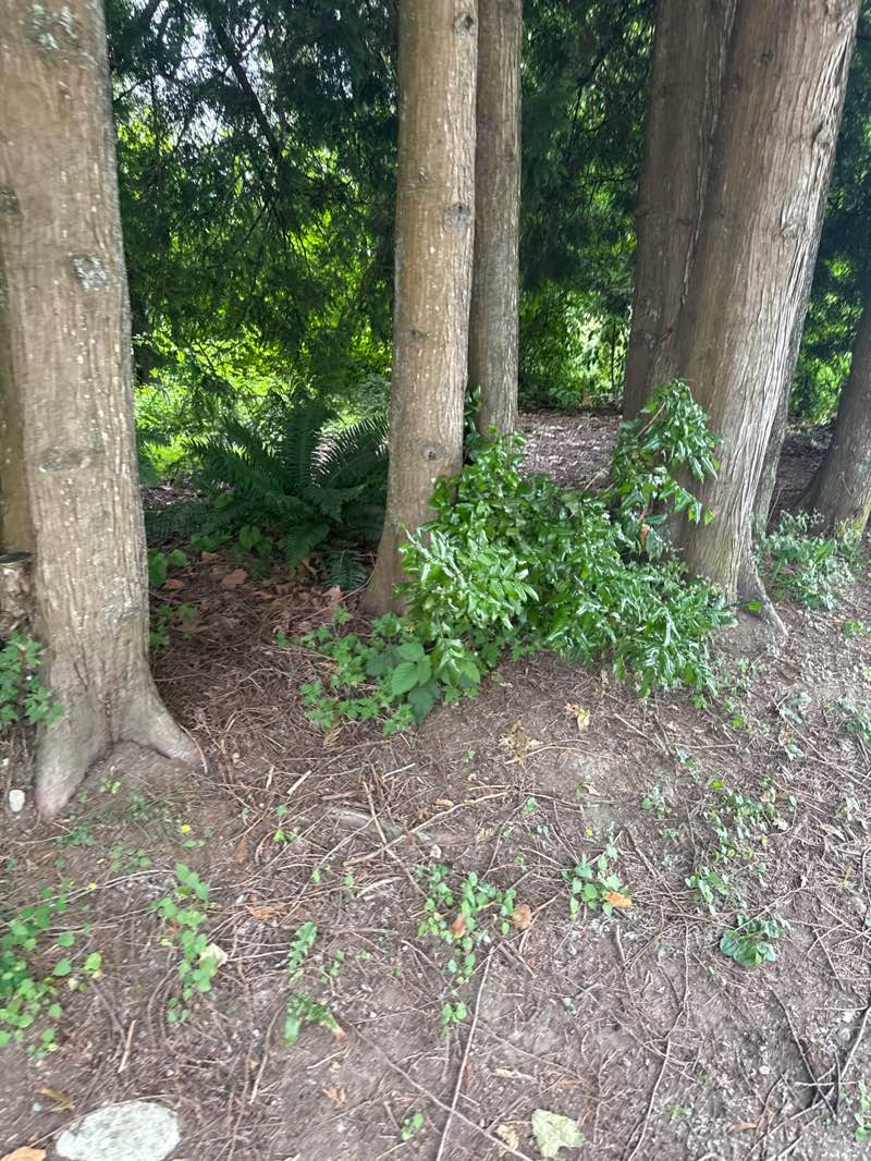 walking near me in Pioneer Memorial Park in summer