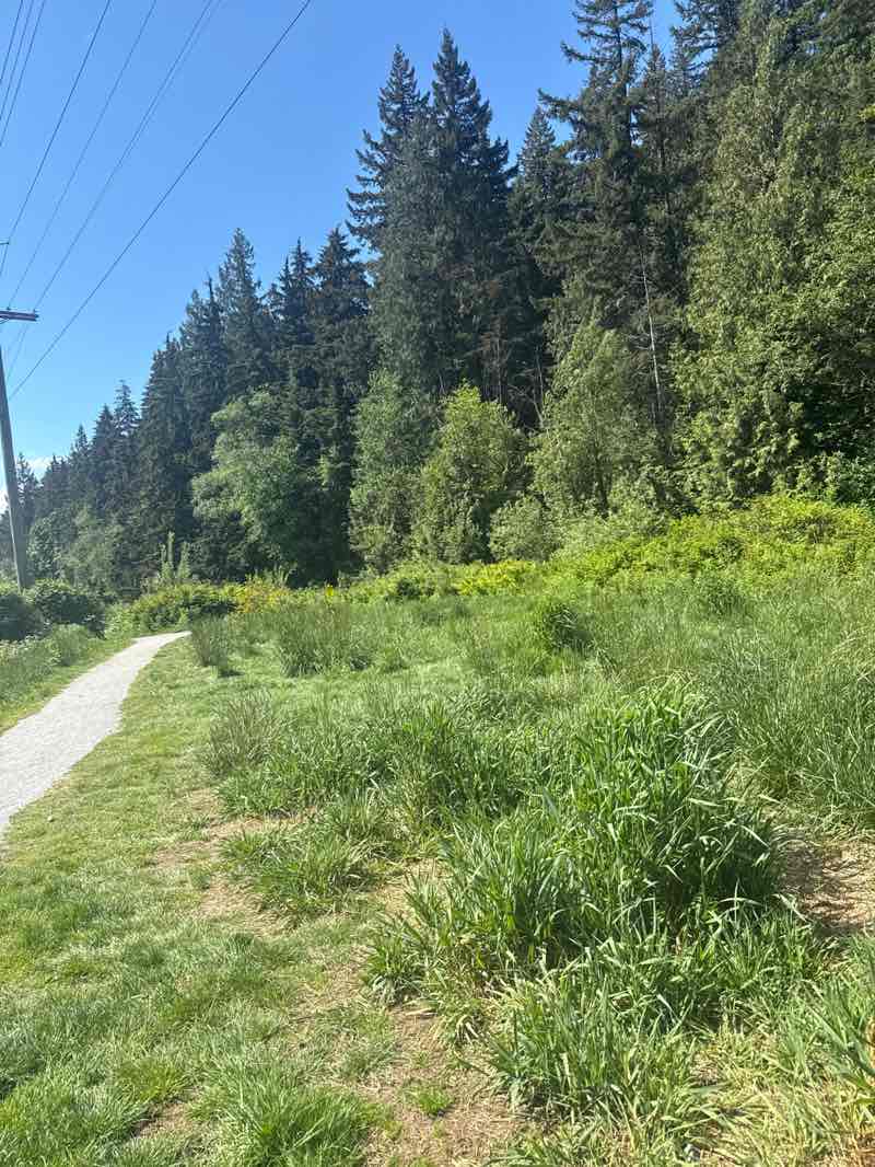 walking near me in Mundy Park in summer