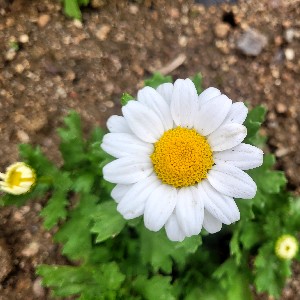 마가렛