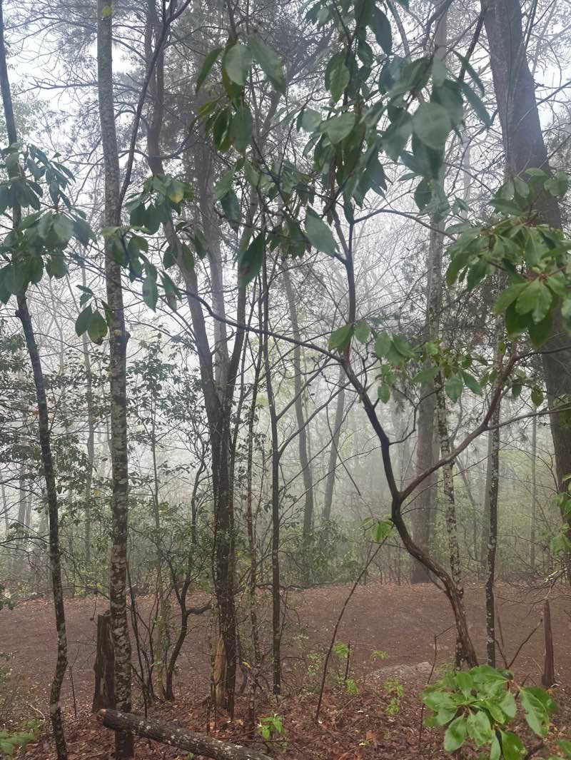 walking near me in Tallulah Gorge State Park in spring