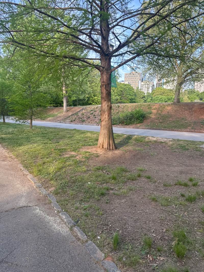 walking near me in Piedmont Park in spring