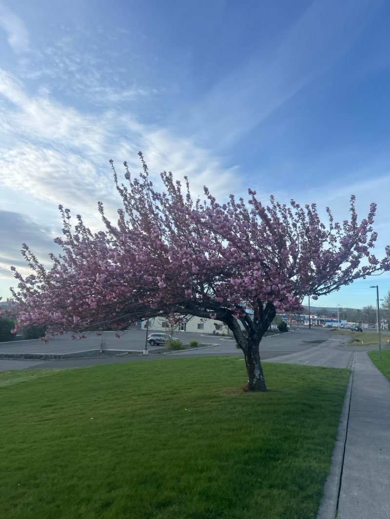 walking near me in Columbia Park in spring
