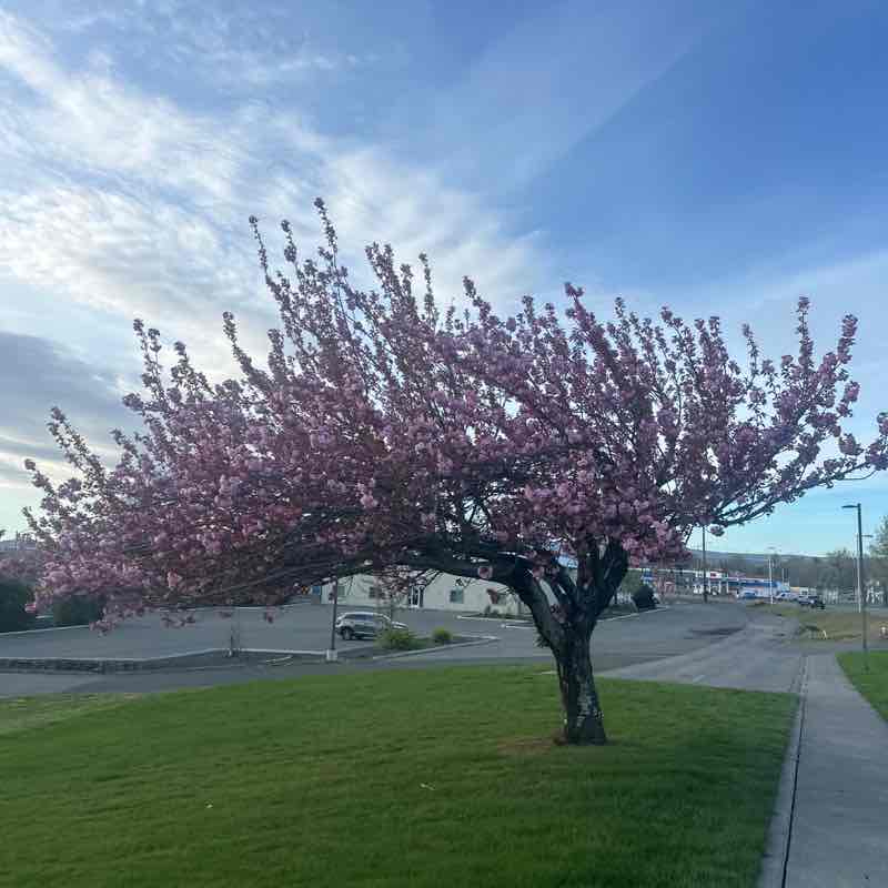 Modesto post 1