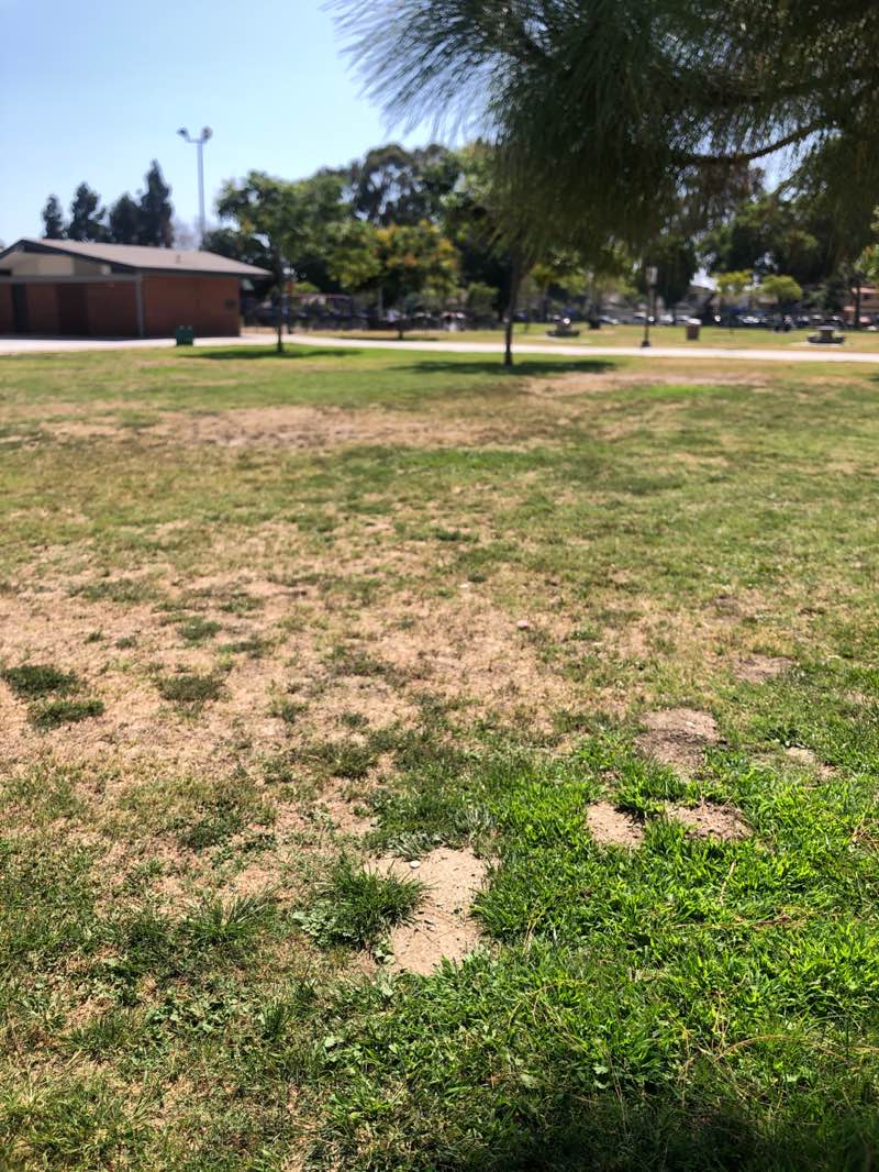 walking near me in Ruth R. Caruthers Park in summer