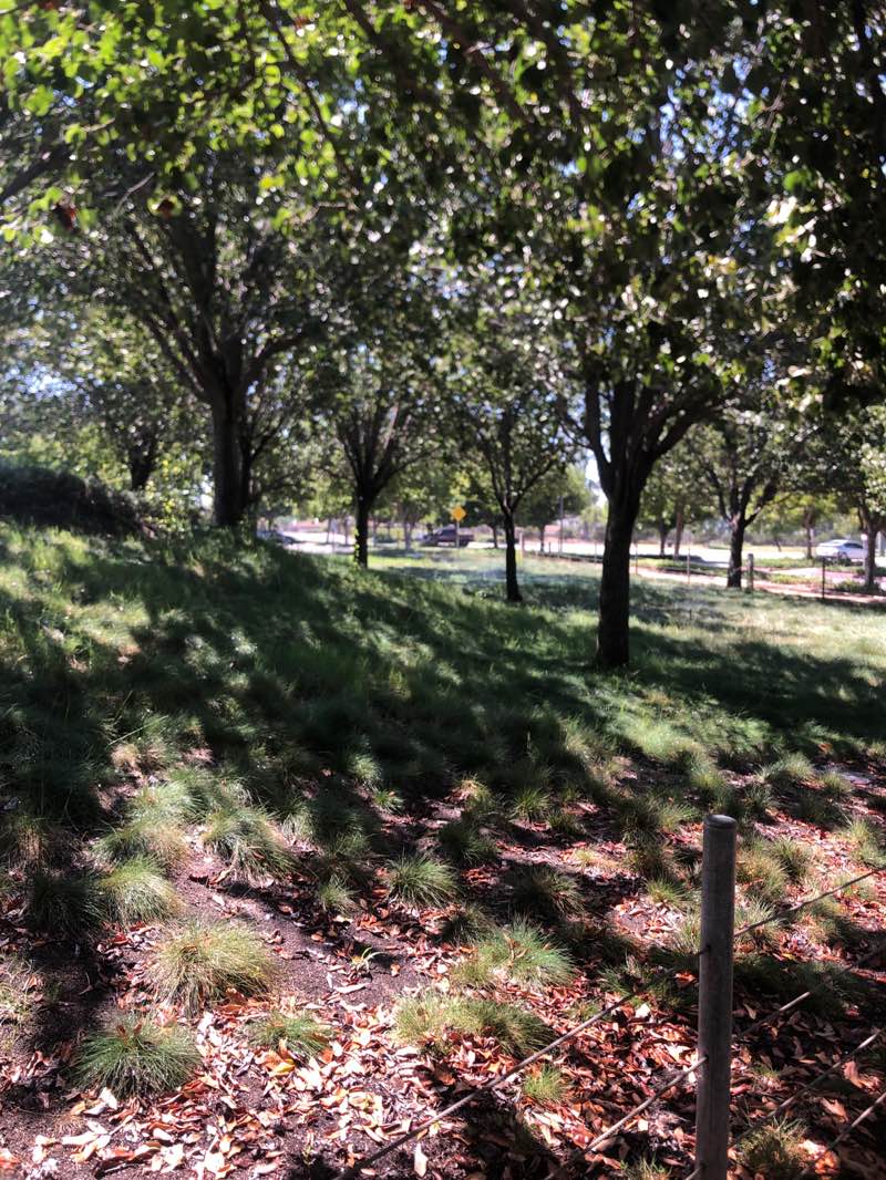 walking near me in Arlington Heights Sports Park in summer