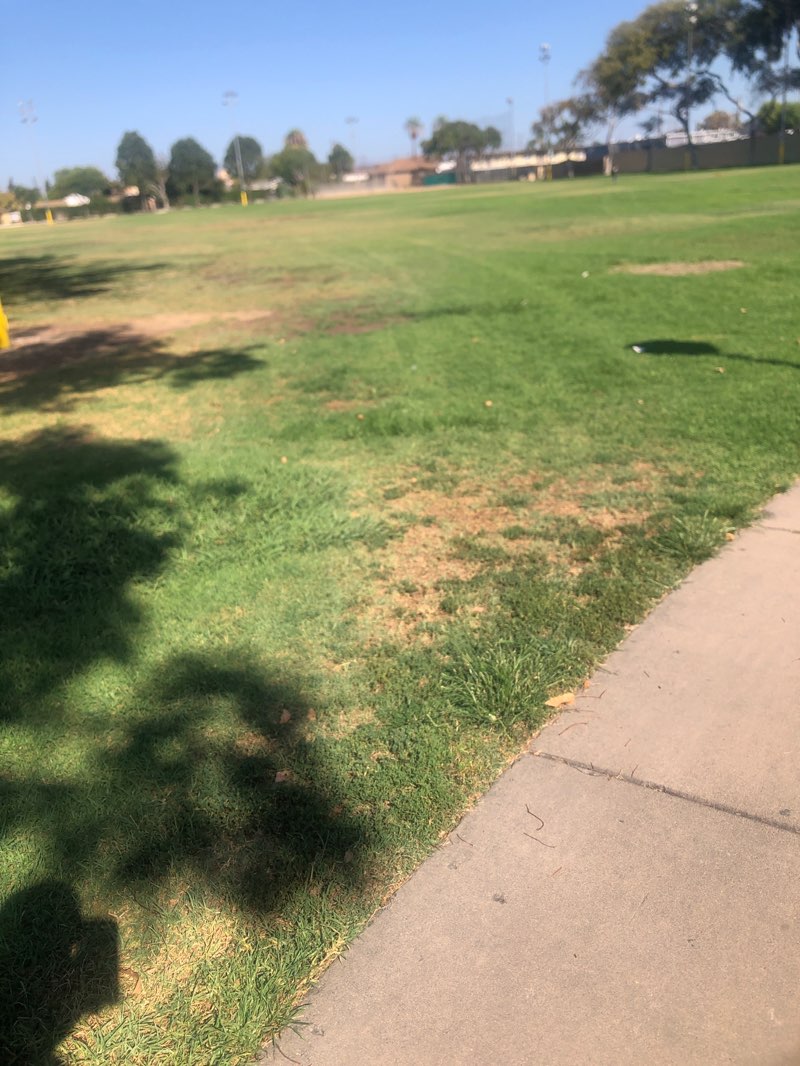 walking near me in Simms Park in summer