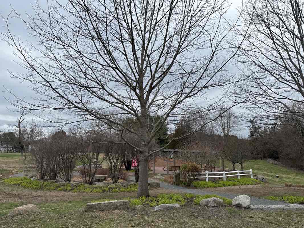 walking near me in Oak Grove Farm in spring