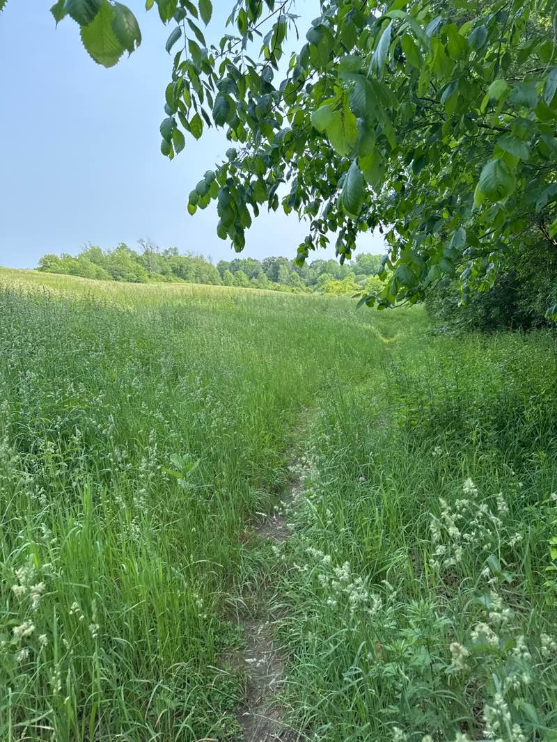 walking near me in Medfield Charles River State Reservation in summer
