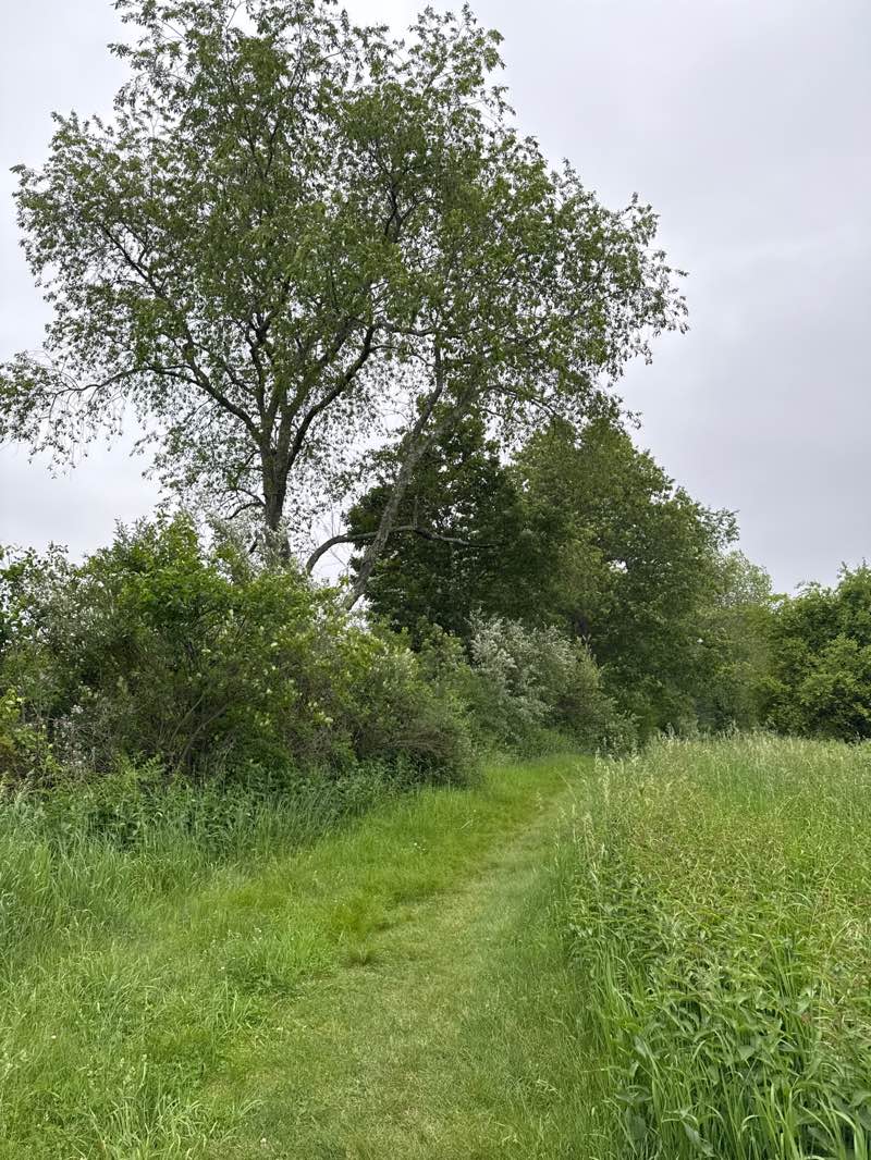 walking near me in Idylbrook Park in summer