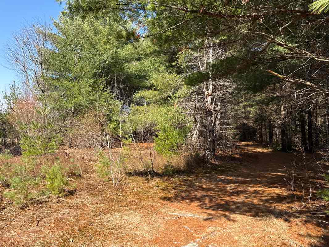 walking near me in Medfield Water Supply Land in spring