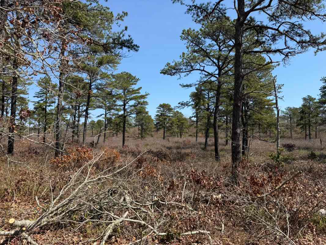 walking near me in Frances A. Crane Wildlife Management Area in spring