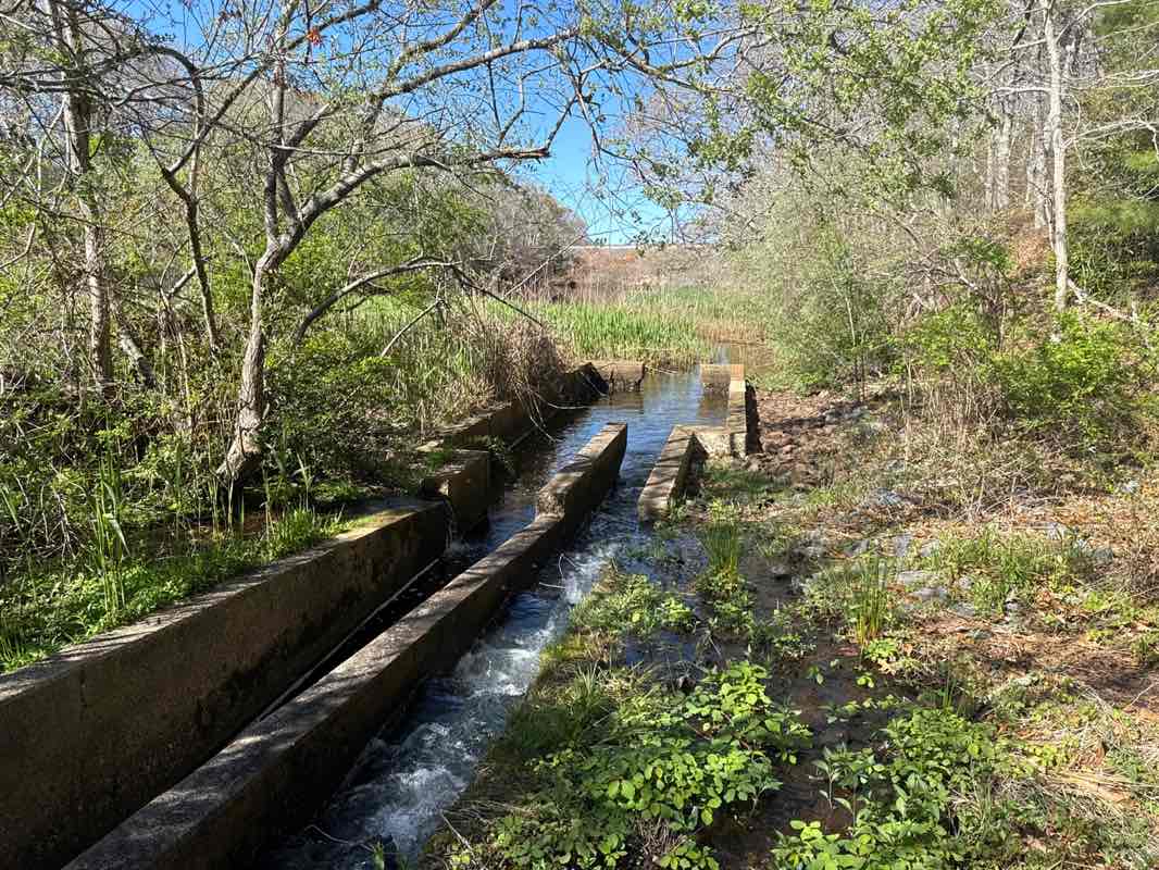 walking near me in Red Brook Herring Run in spring
