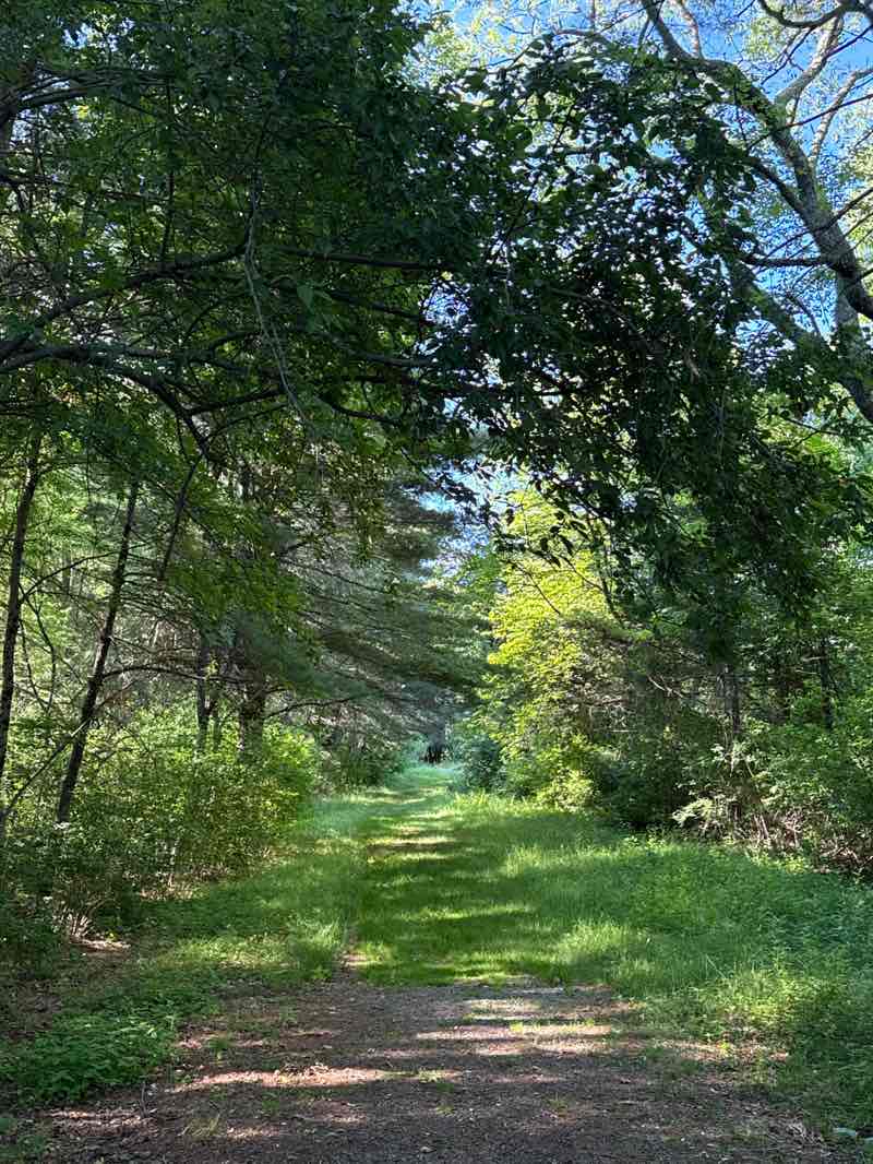 walking near me in Oak Grove Farm in summer