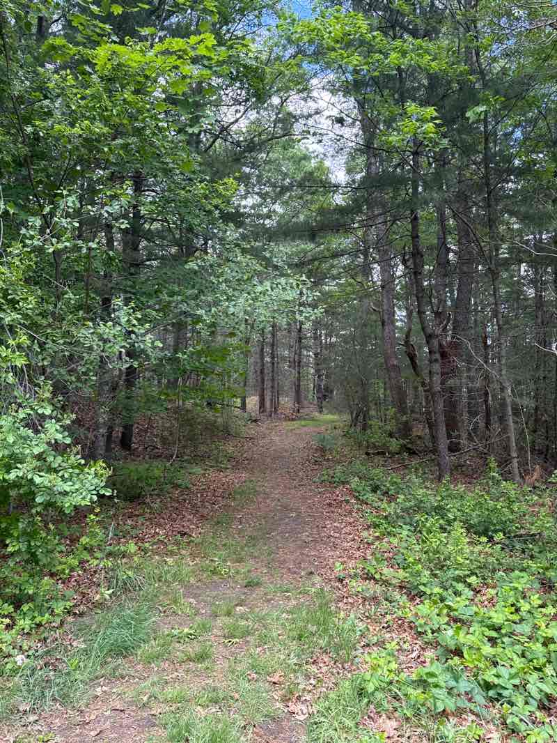 walking near me in Burrage Pond Wildlife Management Area in summer