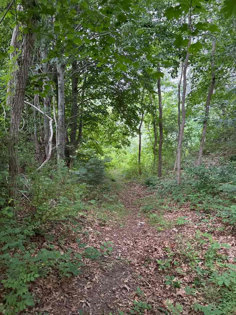 walking near me in Red Brook Herring Run in summer