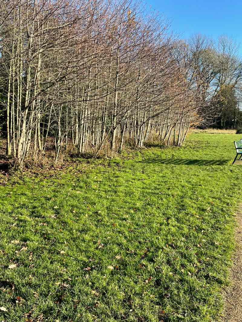 walking near me in Moortown Park in winter