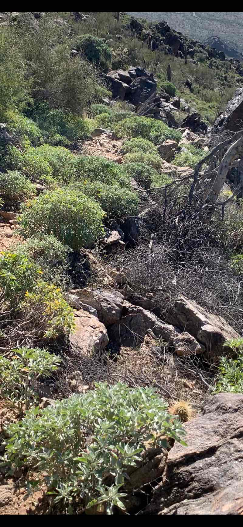 walking near me in Sierra Estrella Wilderness in winter