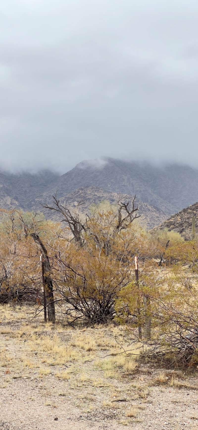 walking near me in Sonoran Desert National Monument in winter