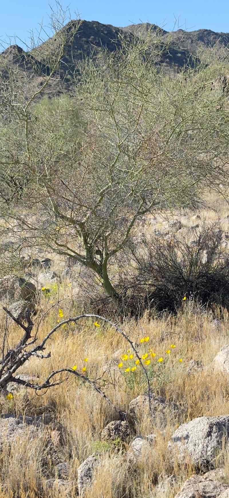 walking near me in Sonoran Desert National Monument in winter