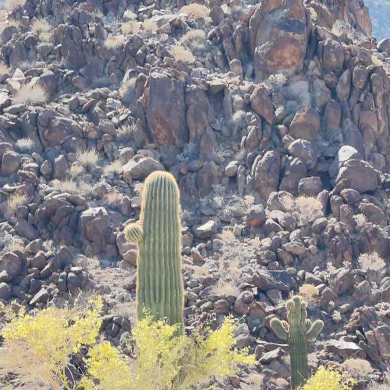 Jerry 🌵🦎🌞⚖️😎 post 2