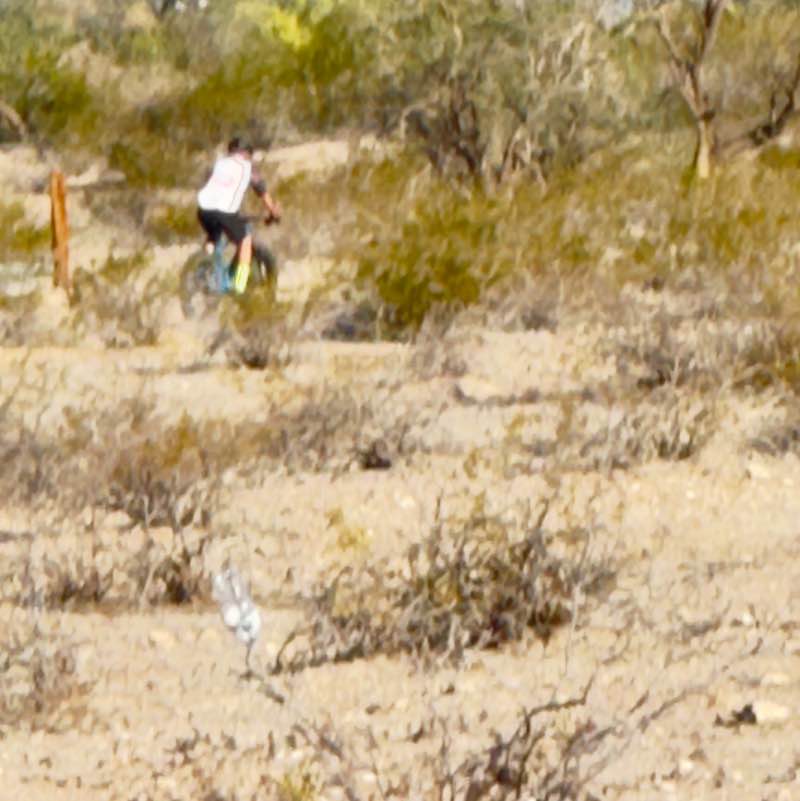 Jerry 🌵🦎🌞⚖️😎 post 2