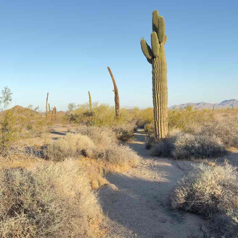 Jerry 🌵🦎🌞⚖️😎 post 3