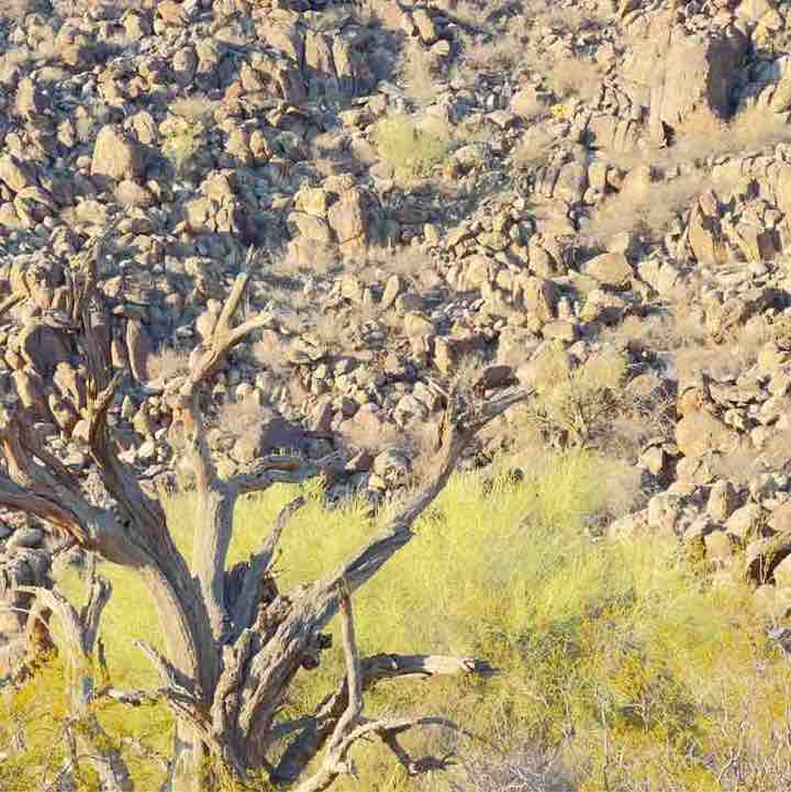 Jerry 🌵🦎🌞⚖️😎 post 2